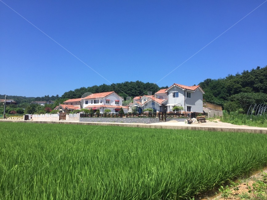 plant,식물,grass,잔디,vegetation,초목,nature,자연,outdoors,옥외,주택,지,집,house,시골,멋진집
