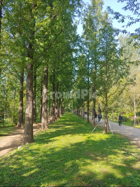휴식,한가함,산보,도보,숲길,자연,풍경,nature,landscape,tree,나무,plant,식물,tree trunk,나무 줄기