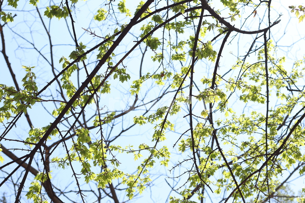 나무,잎사귀,봄,새싹,하늘,자연,풍경,nature,landscape,나무,trees,wood,tree,plant,식물