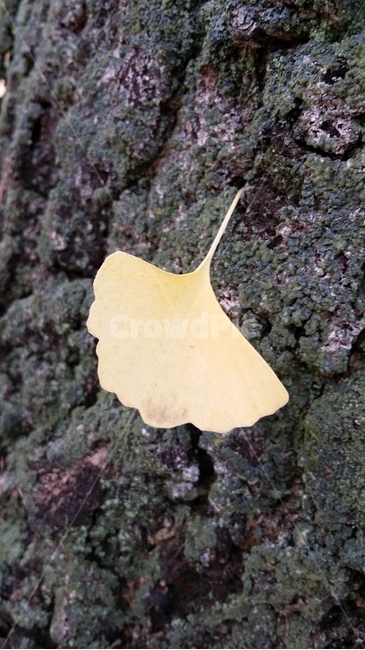 식물,은행나무,단풍,은행잎,나무,가을,계절,fall,autumn,season