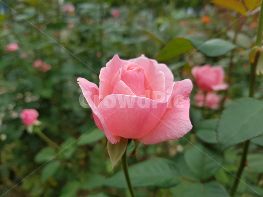 핑크,장미,장미축제,로즈데이,꽃다발,꽃송이,rose,love,장미공원,장미꽃,자연,사랑,장미향,장미무늬