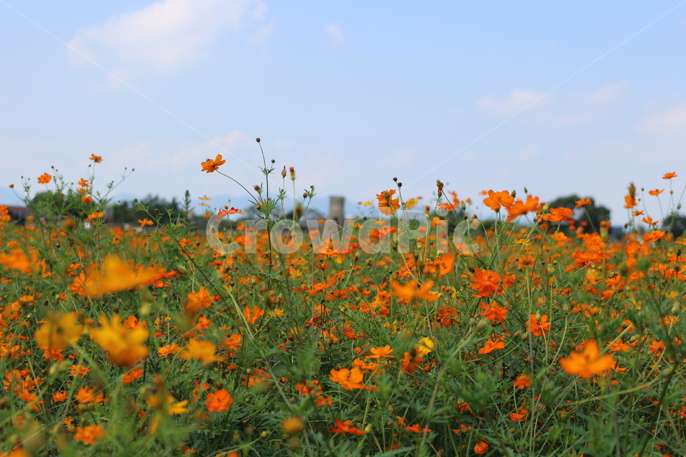 경주,꽃,꽃풍경,하늘,코스모스,가을,계절,fall,autumn,season,outdoors,옥외,grassland,목초지,field,들,nature,자연,meadow,rural,농촌,farm,농장