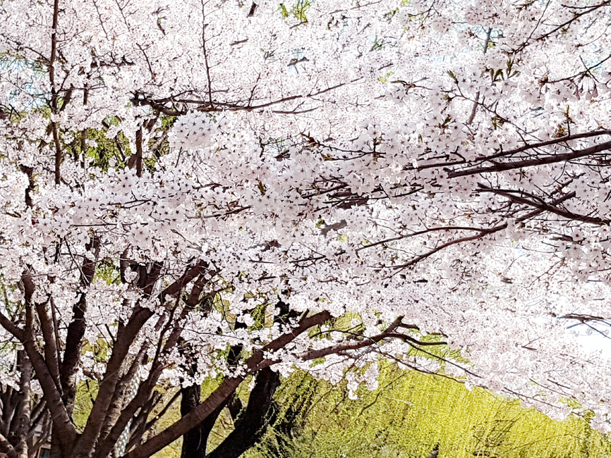 벚꽃,봄,꽃,식물,자연,cherryblossoms,예쁜꽃,꽃배경,봄,계절,spring,season,식물,자연,plants,nature,꽃,flower,나무,trees,wood,plant,blossom