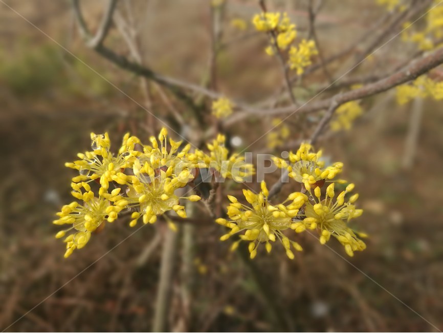 비개인후,산수유,봄,아침,노랑,행복,봄,계절,spring,season,식물,자연,plants,nature,꽃,flower,plant