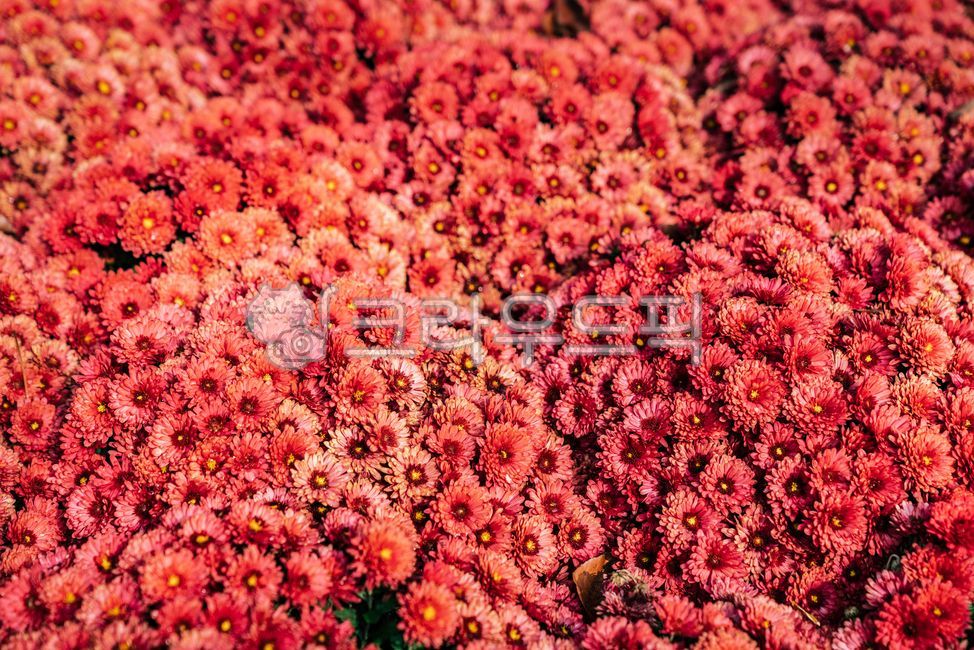 국화,가을꽃,꽃,꽃잎,데이지,flower,daisy