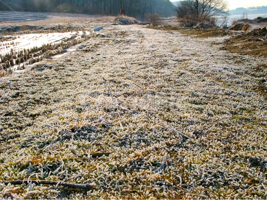 겨울,감성,성애,논두렁,논,겨울,계절,winter,season,자연,풍경,nature,landscape,plant,식물,ground,바닥