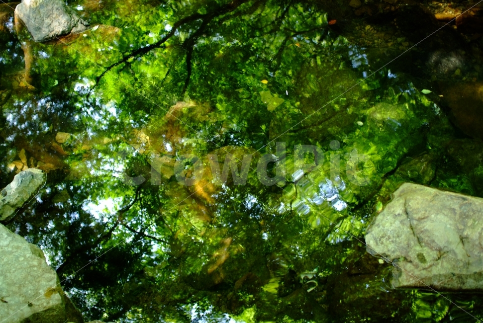 사진,자연,포토,촬영,대흥사,해남,계곡,풍경,물,나무,자연,풍경,nature,landscape,휴식,힐링,rest,relaxation,healing,plant,식물,tree