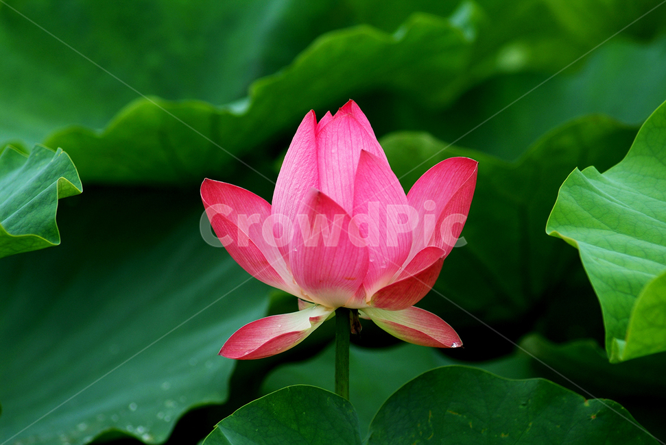 연꽃,꽃,연,연잎,분홍연꽃,식물,자연,plants,nature,꽃,flower