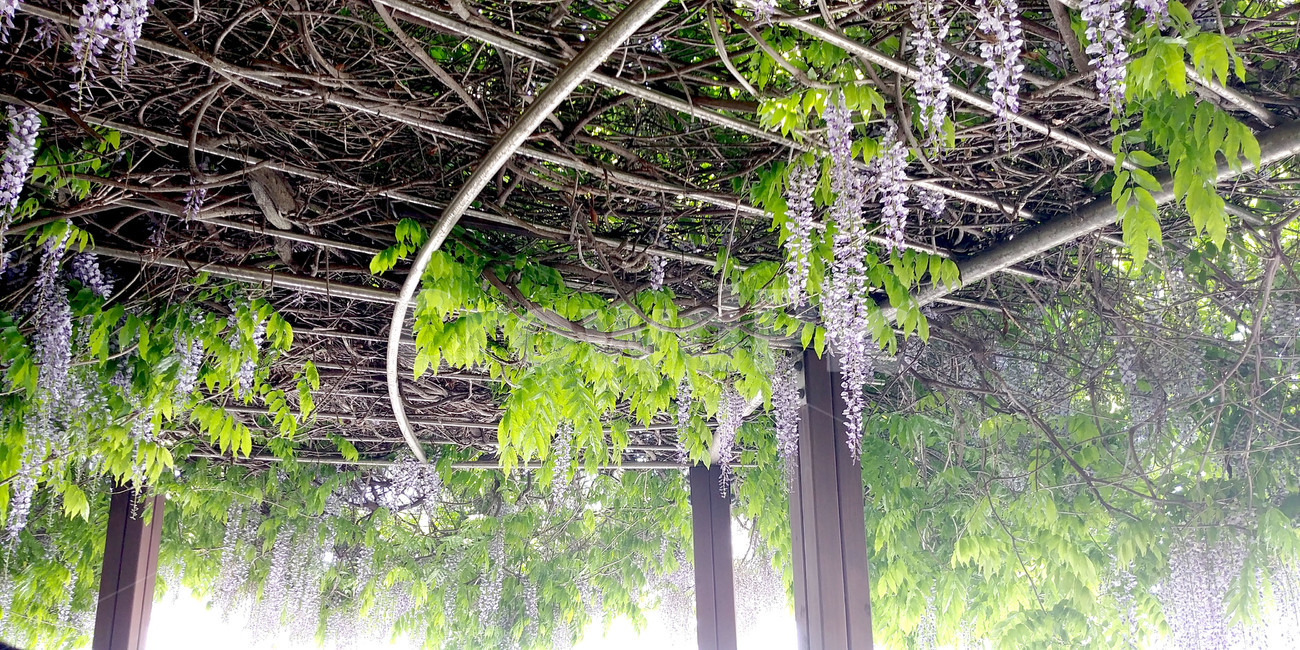 식물,plant,등나무,꽃나무,꽃,보라색,자연,flower,japanesewisteria,식물,자연,plants,nature,꽃,flower