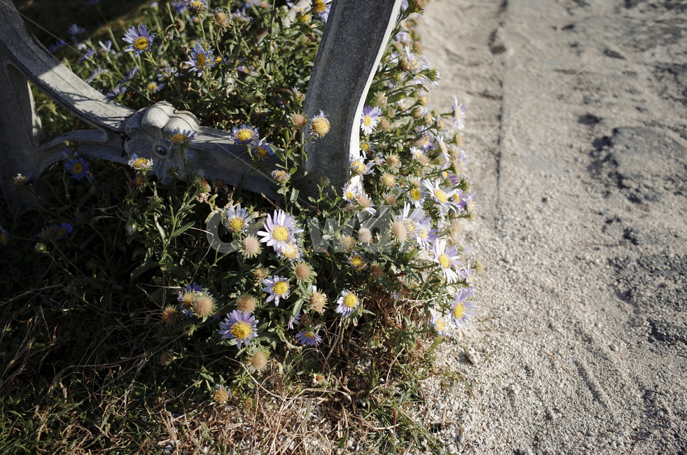 꽃,flower,color,색,들꽃,plant,식물,보라색꽃,violet,보라색,보라,벤치