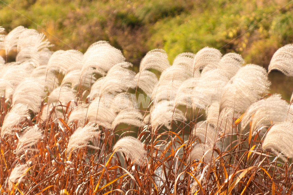가을,자연,갈대,공원,식물,fall,autumn,nature,outdoor,야외,plant,park,가을,계절,fall,autumn,season,grass,잔디,lawn,reed