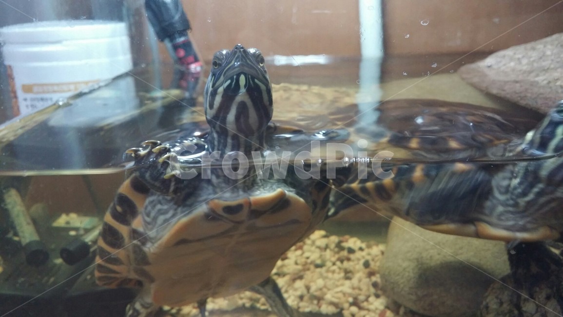 거북이,반수생거북이,애완거북,리버쿠터거북이,거북,파충류,양서류,reptile,amphibian