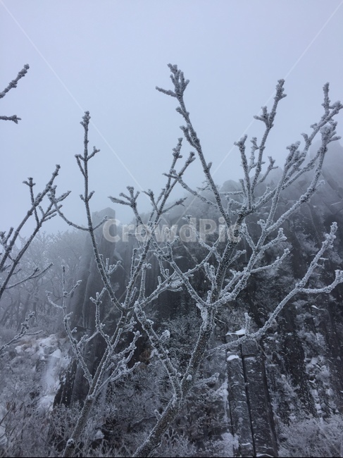 겨울,풍경,산,눈,나무