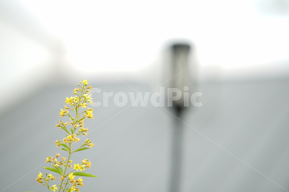 식물,꽃,플라워,생명,생물,컬러,색감,감성,flower,color,식물,자연,plants,nature,꽃,flower