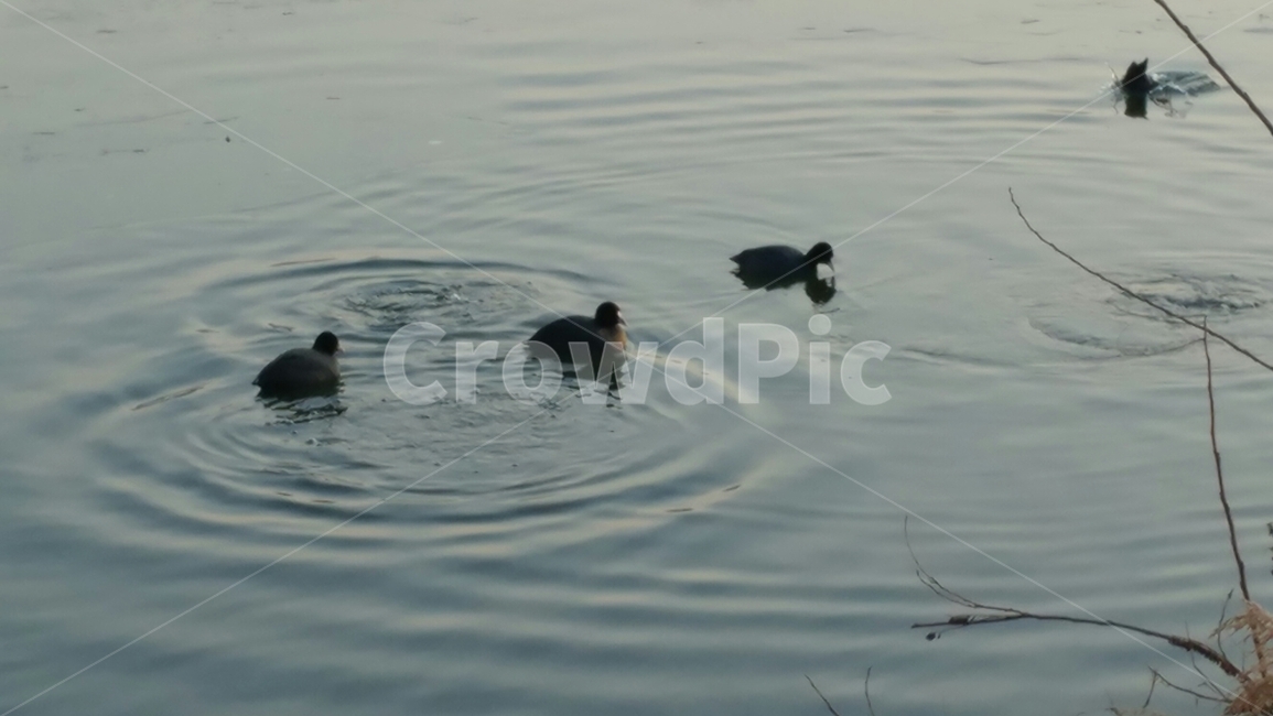 동물,오리,힐링,강,duck