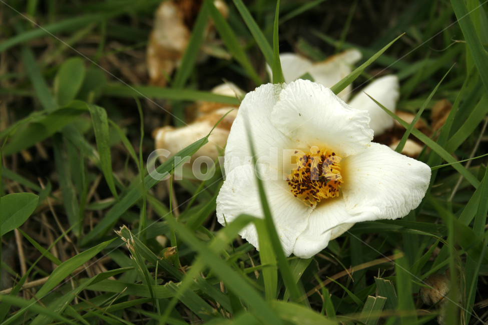 노각나무,차나무,식물,flower,plants,nature,꽃봉오리,꽃,낙화,식물,자연,plants,nature,꽃,flower