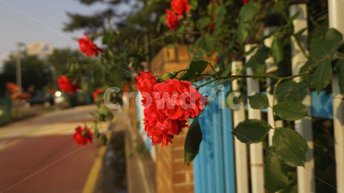 꽃,flower,장미,redflowers,red,flowers
