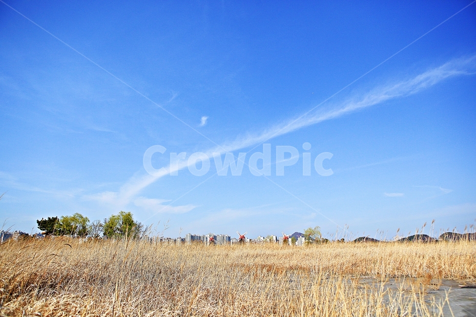 풍차,갈대,식물,자연,생태공원,풍경,배경,가을,계절,fall,autumn,season,자연,풍경,nature,landscape,outdoors,옥외,grassland,목초지,field,들