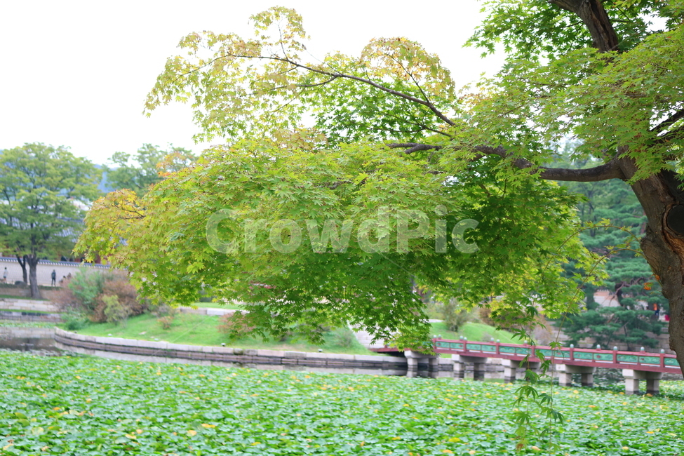 경복궁,연못,광화문,나무,연잎,물,서울,단풍,단풍나무,한국전통,한국문화,korean traditional,korean culture,랜드마크,landmark,tourist attraction,한국랜드마크,한국관광지,한국명소,korea landmark,korea tourist attraction