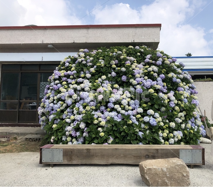 plant,식물,flower,꽃,blossom,수국,거제도