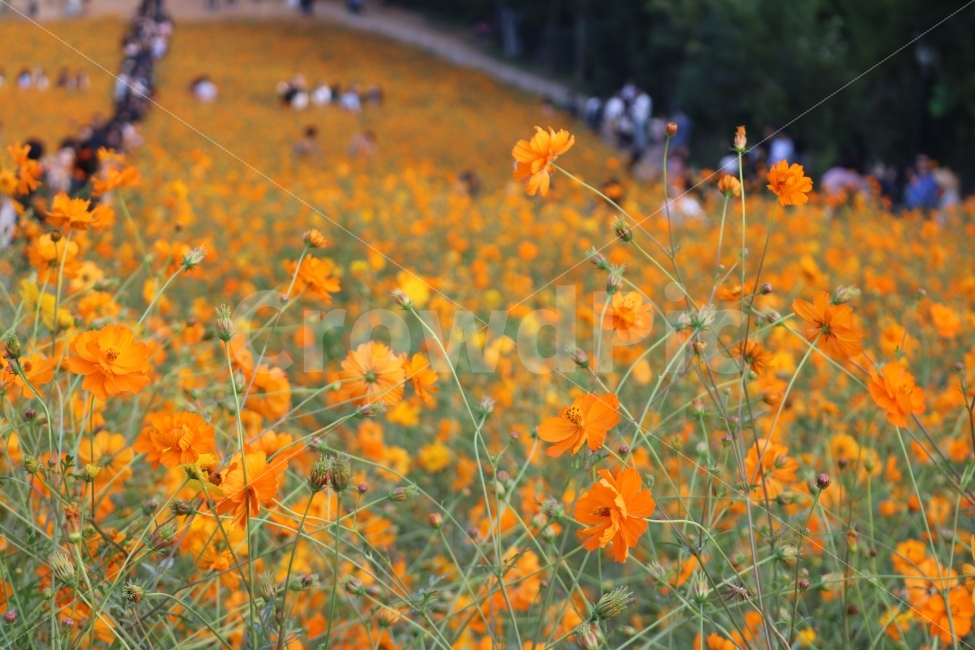 자연,꽃,식물,힐링,코스모스,가을,계절,fall,autumn,season,식물,자연,plants,nature,꽃,flower,outdoors,옥외,grassland,목초지,field,들