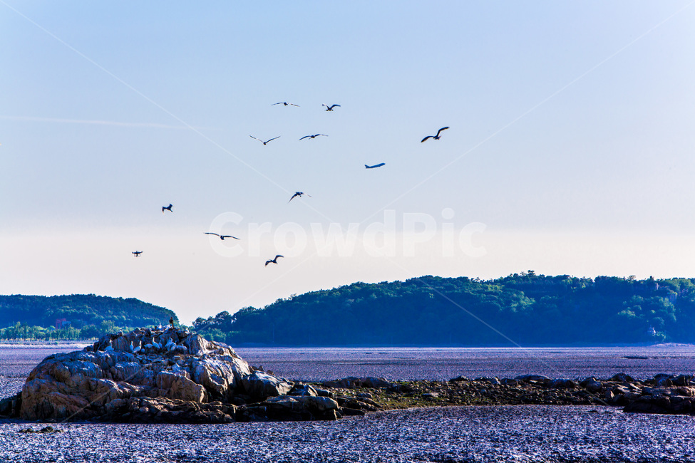 영종도,갯벌,낙조,환경,썰물,석양,풍경,감성,철새,자연,풍경,nature,landscape,한국자연풍경,한국자연경관,korea nature landscape,동물,animal,조류,새,birds,bird,architecture,건축물,building,건물,tower,탑