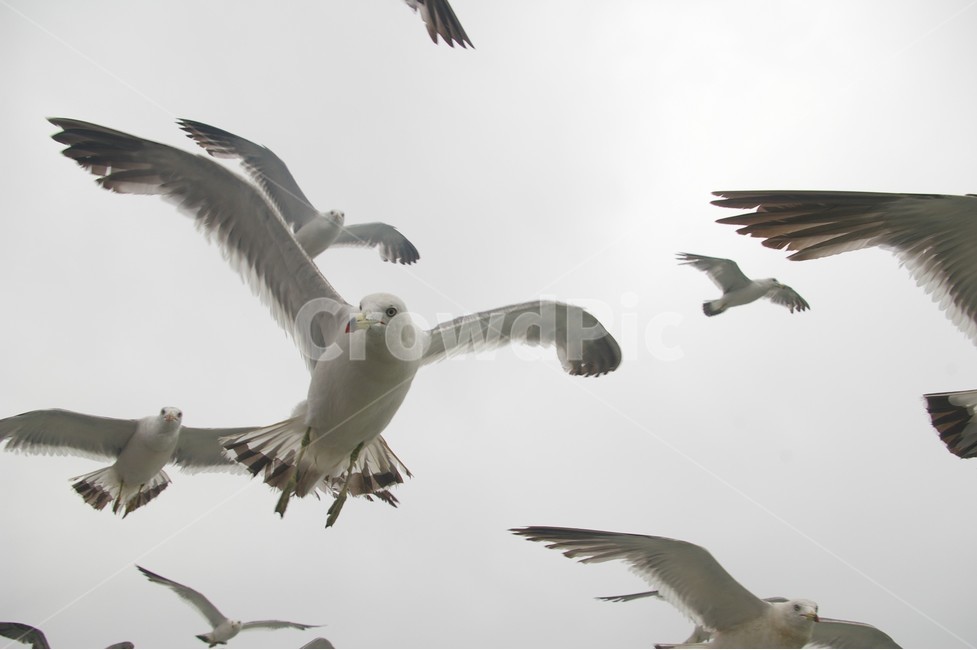 비상,갈매기,열정,도전,꿈,날개,희망,친구,바다,동물,animal,조류,새,birds