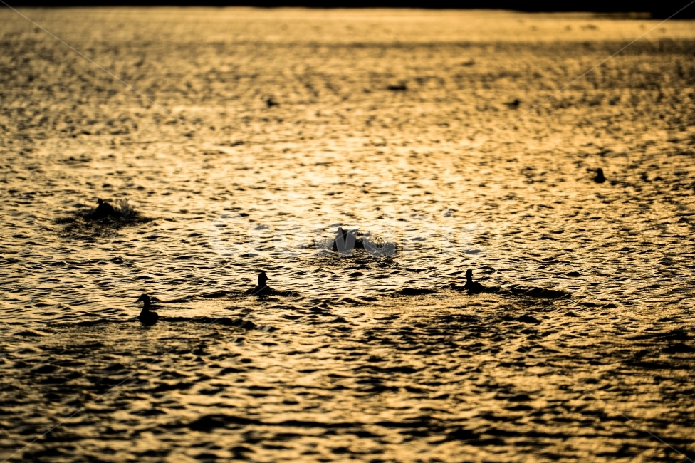 연못,오리,역광,노을,자연,풍경,동물,animal,조류,새,birds,휴식,힐링,rest,relaxation,healing