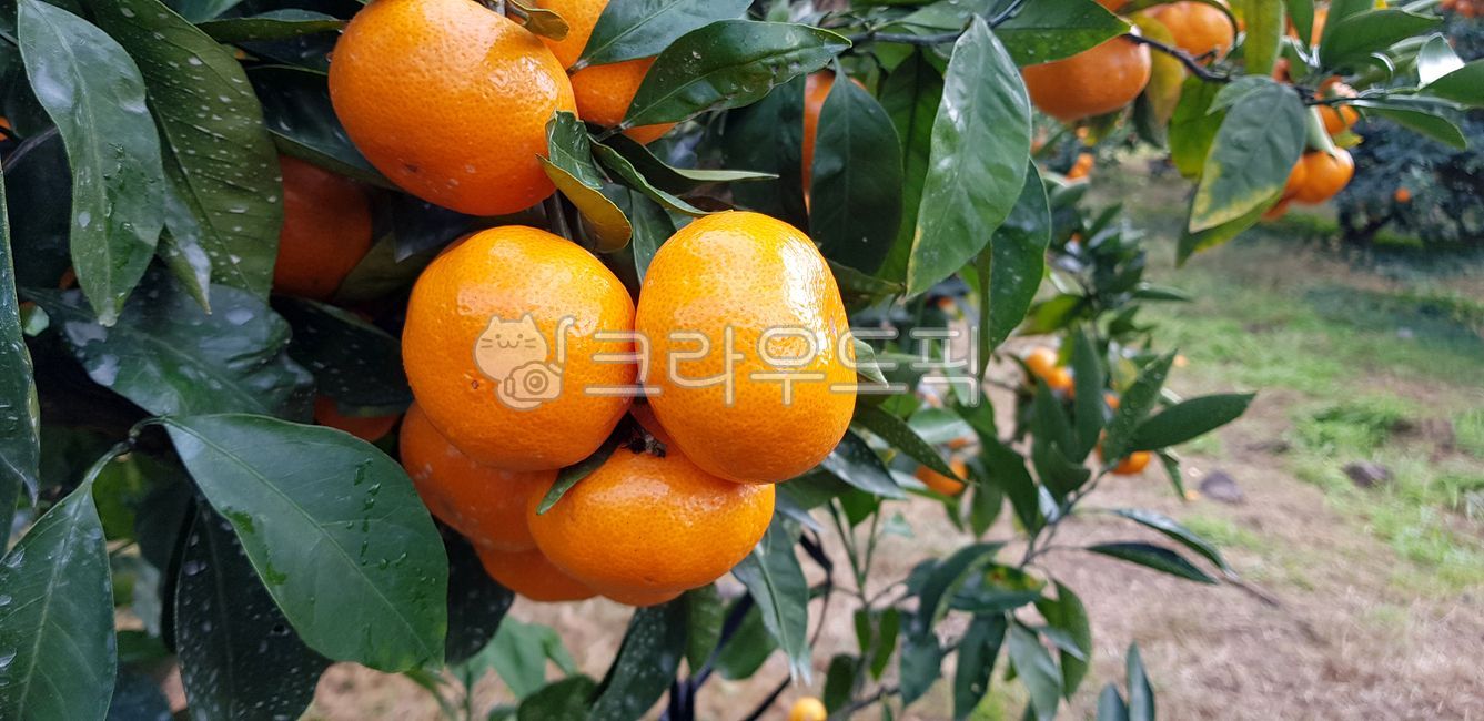 citrusfruit, 감귤류과일, plant, 식물, fruit, 사진,이미지,일러스트,캘리그라피 - 이루리작가