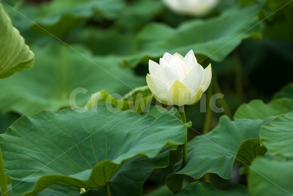연꽃,연잎,연,불교,사찰,절,공원,연못,꽃,식물,흰색,녹색,잎,꽃잎,자연,nature,flower,white,green,배경,배경이미지,배경화면,바탕화면,background,식물,자연,plants,nature,꽃,flower