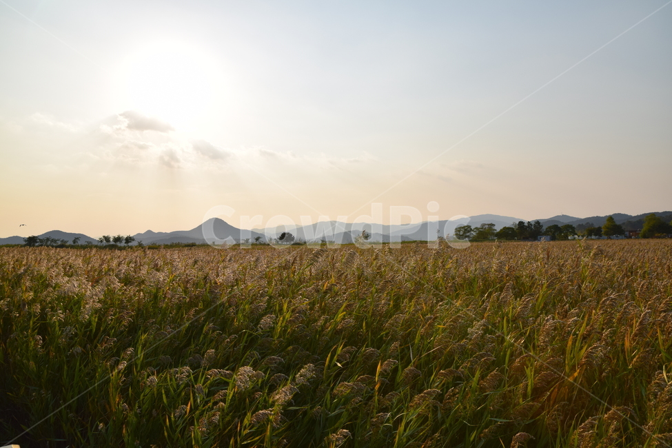 순천만,갈대,갈대숲,일몰,순천,가을,계절,fall,autumn,season,outdoors,옥외,grassland,목초지,field,들,nature,자연,farm,농장,rural,농촌
