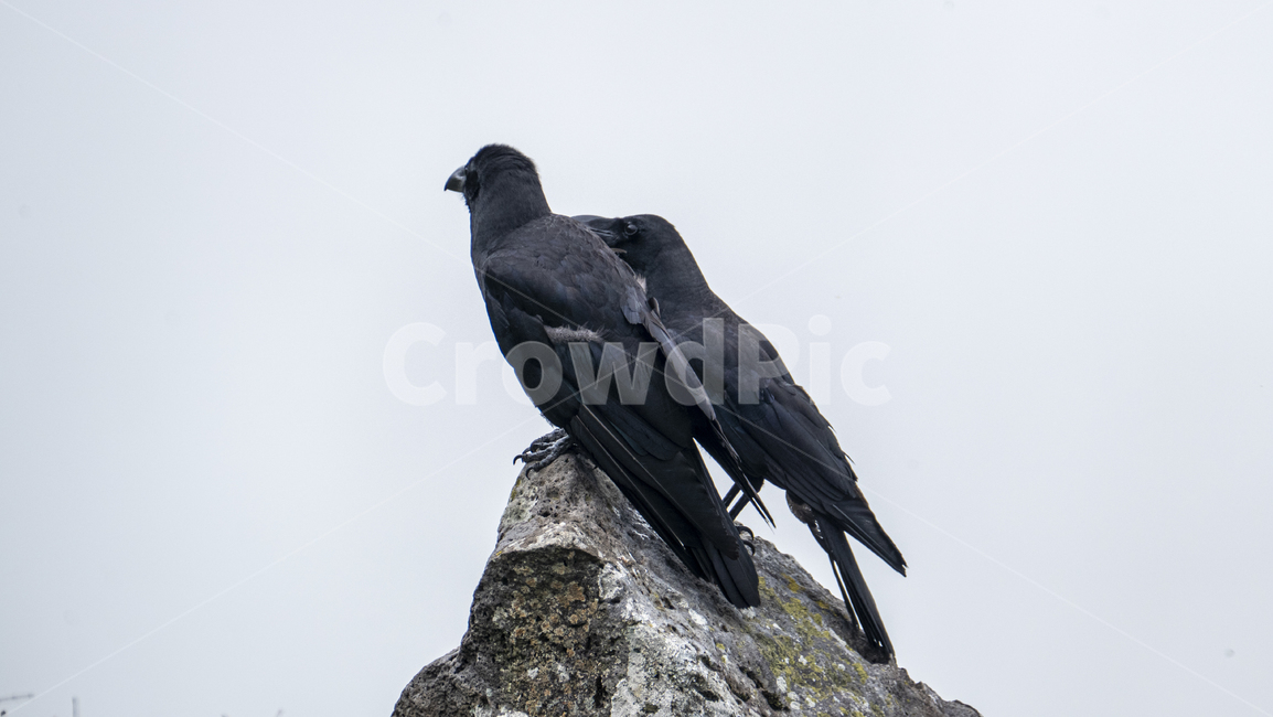 까마귀,까마귀들,야생동물,새,crow,산속,숲속,날짐승