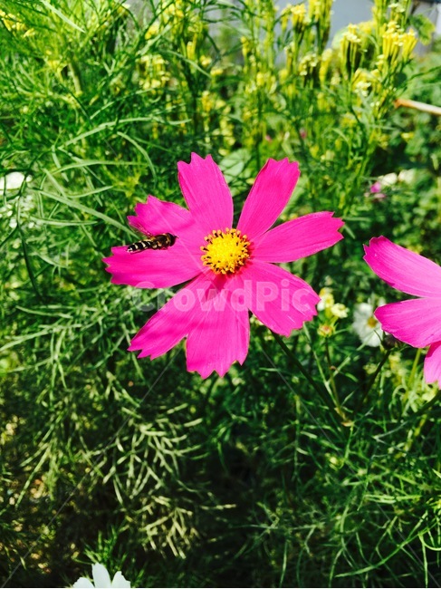 곤충,코스모스,꽃,식물,벌,풀,꽃과곤충,자연,풍경,nature,landscape,식물,plants,꽃,flower,blossom,petal,꽃잎,plant,geranium,제라늄