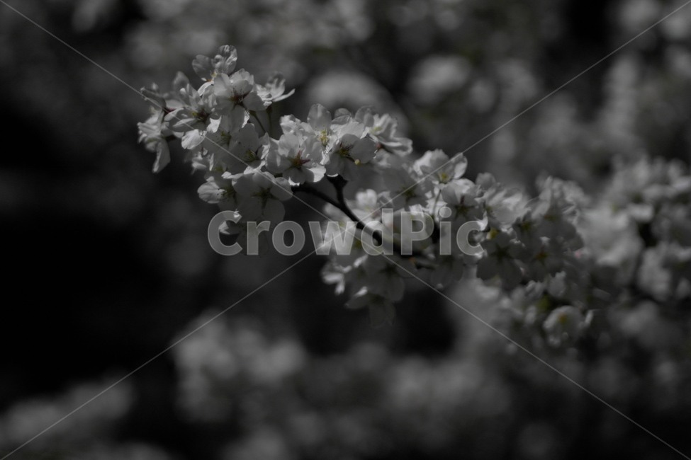 야경,밤,꽃,벚꽃,감성,어둠,봄,계절,spring,season,식물,자연,plants,nature,꽃,flower,plant,blossom