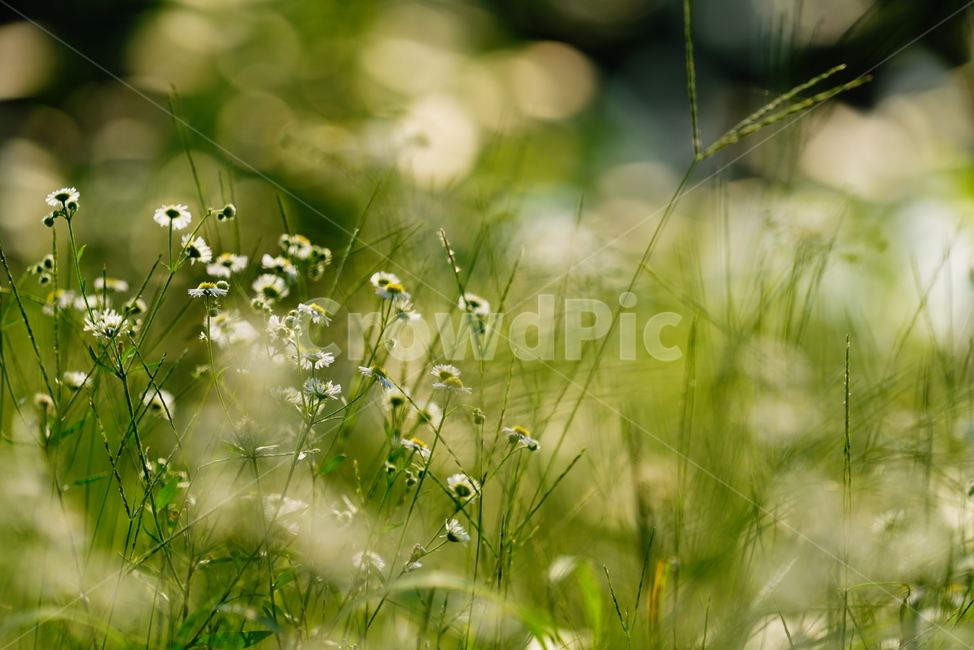 풀,잎,자연,생물,생명,plant,식물,grass,식물,자연,plants,nature