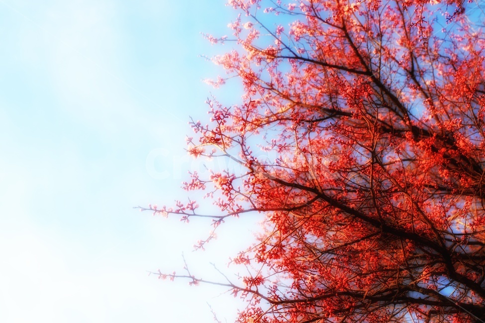 꽃이핀나무,나무,푸른하늘,붉은꽃잎,flowertree