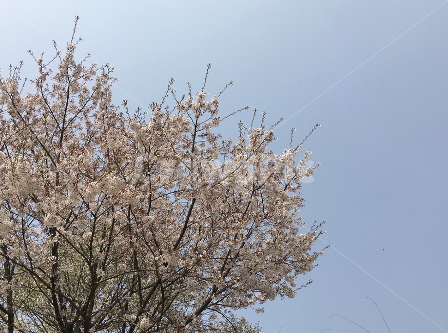 봄,벚꽃,나무,자연,꽃,하늘