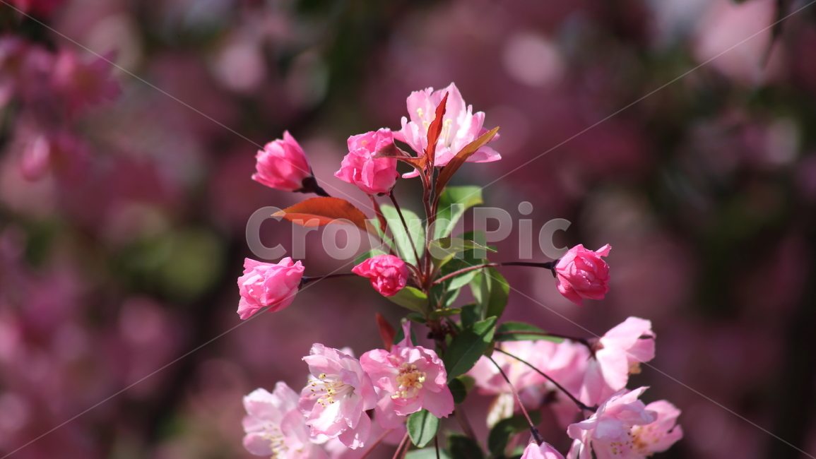 꽃사과나무,서부해당화,아그배나무,꽃,crabapple