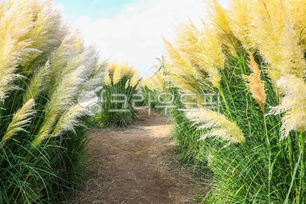 팜파스그라스,팜파스,갈대,갈색,pampasgrass,pampas,brown