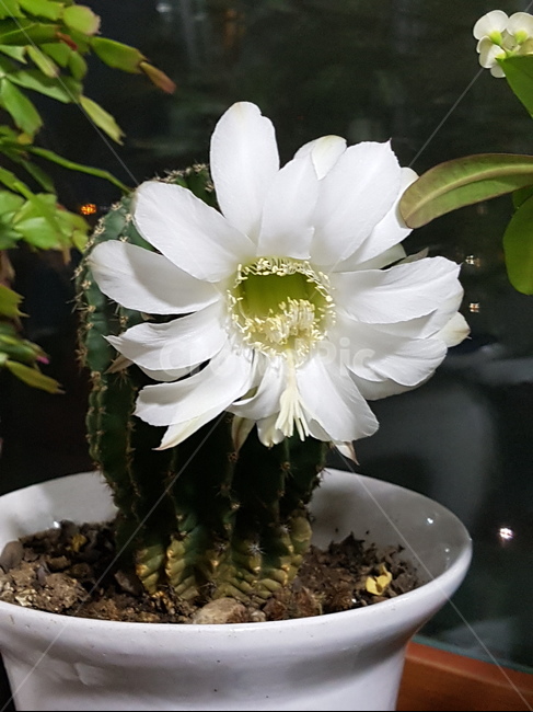 단모환,하루살이꽃,꽃,단모환꽃,선인장,선인장꽃