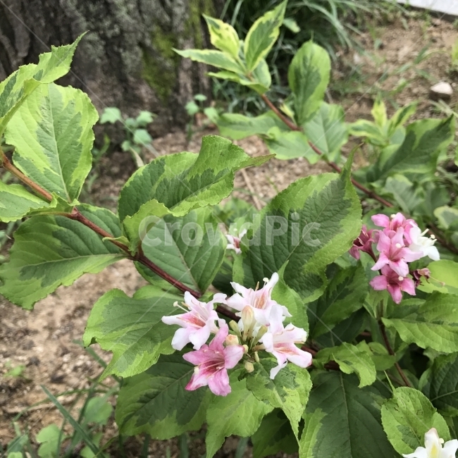 병꽃나무,Weigela,인동과,여러해살이,나무,병모양,삭과,자생종,식물,Flower,토종,식물,자연,plants,nature,꽃,flower