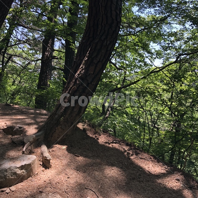 자연,산,나무,풍경,흙,그늘