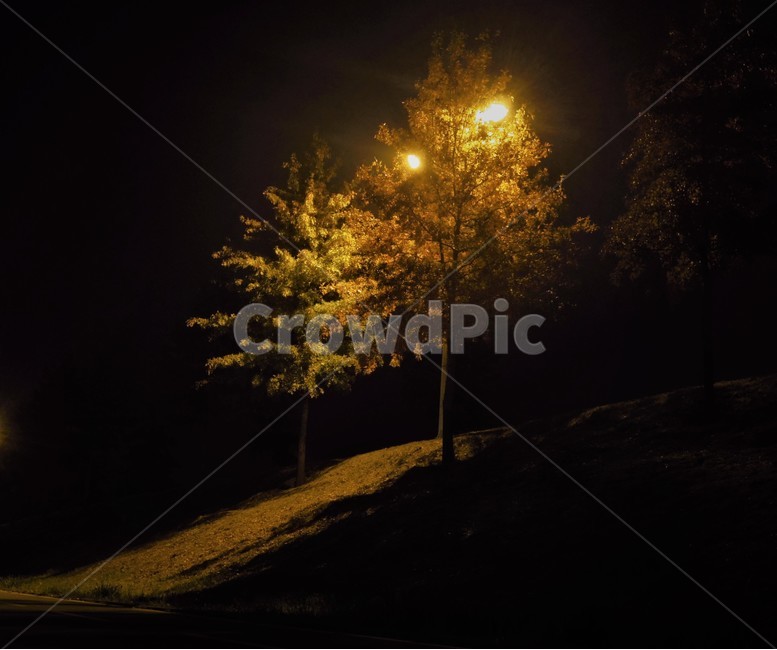 tree,빛,야경,가로등,나무,light