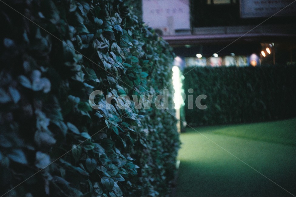 감성사진,필름카메라,감성샷,나무,저녁,야경,밤,풍경,nightscape,night,landscape