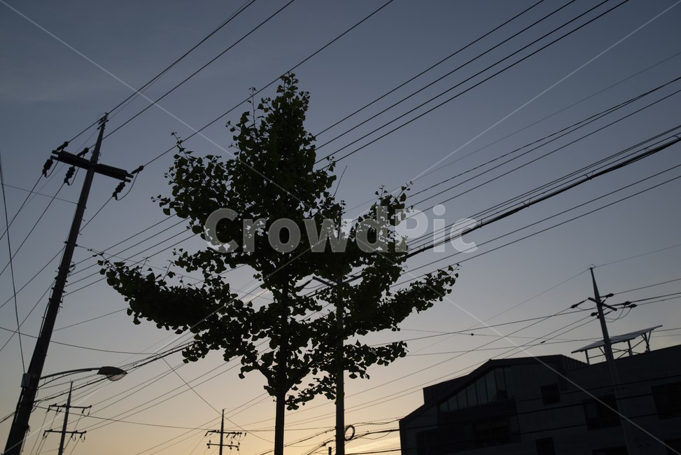 나무,야경,electrictransmissiontower,전력선,송전탑,케이블,powerlines,cable,전봇대,노을,하늘,실루엣,그림자,silhouette,shadow