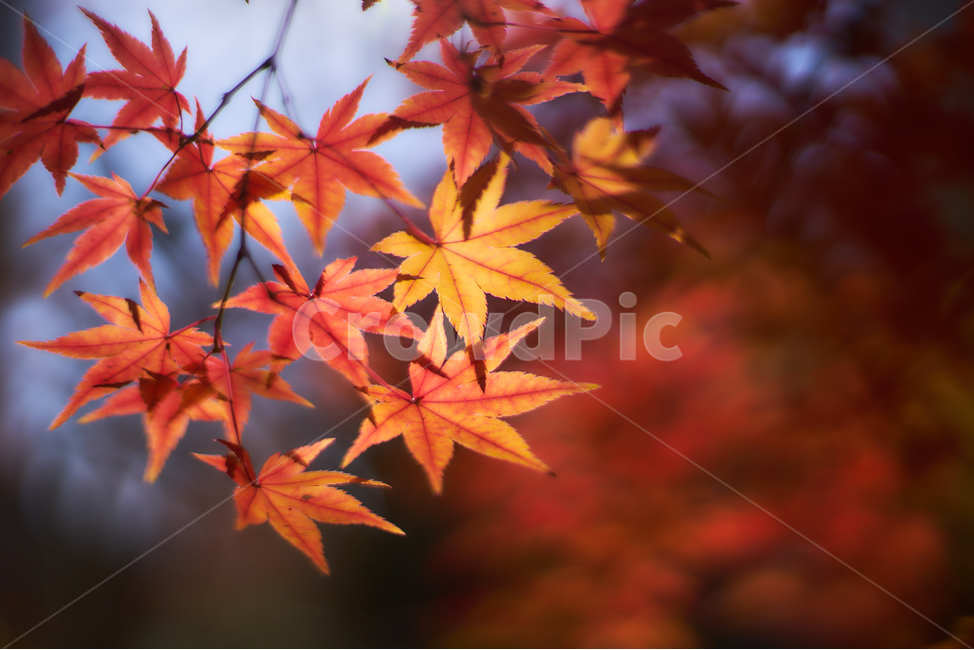 붉은,단품,가을,따스함,나무,나뭇잎,가을단풍,가을,계절,fall,autumn,season,식물,자연,plants,nature,plant,leaf,잎,tree,maple,단풍