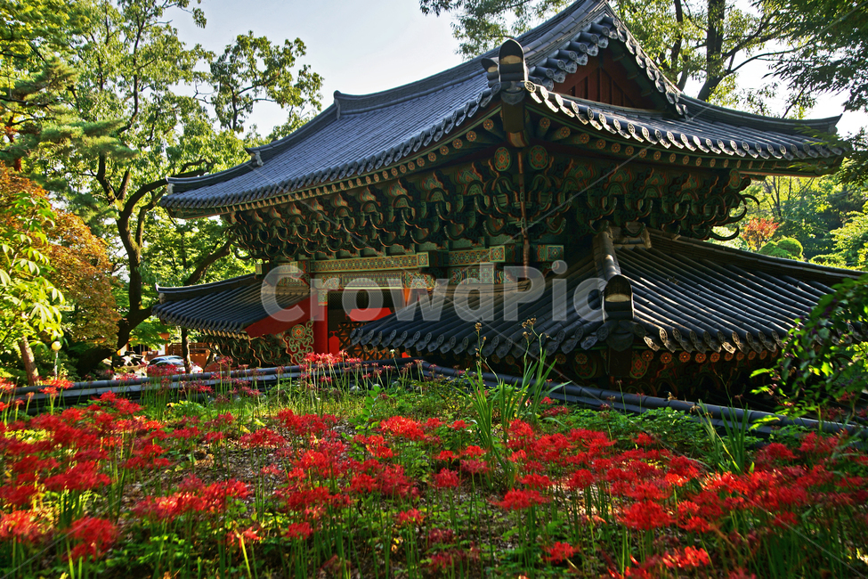 꽃무릇,석산,redspiderlily,길상사,가을,빨간꽃,일주문,전각,계절,사찰,한국전통,한국문화,korean traditional,korean culture,식물,자연,plants,nature,꽃,flower,건축물,건물외관,exterior,building,structure,architecture,construction