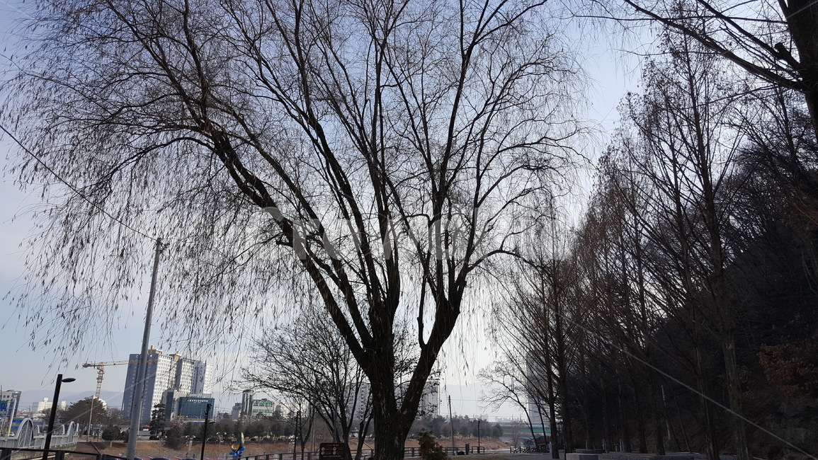 공원,조경,나무,풍경,자연,공원풍경,겨울공원,겨울나무,겨울,계절,winter,season,식물,자연,plants,nature,나무,trees,wood
