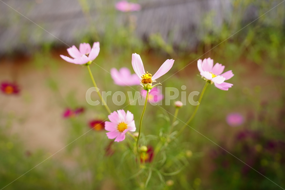 꽃,코스모스,봄,핑크,야외,식물,자연,plants,nature,꽃,flower