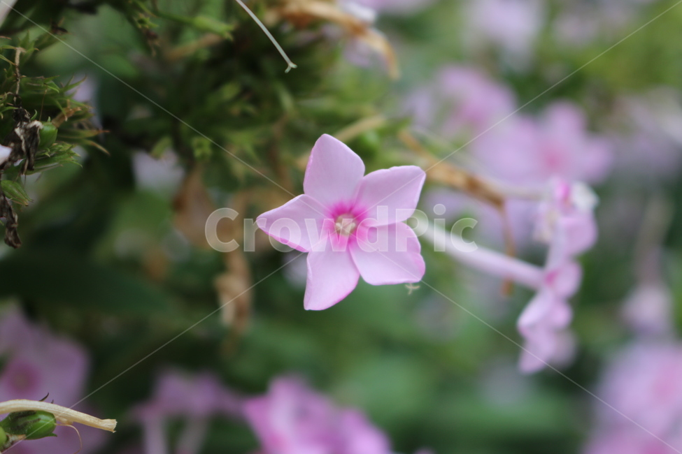 식물,꽃,분홍꽃,하얀꽃,꽃한송이,식물,자연,plants,nature,꽃,flower